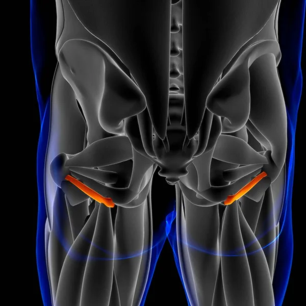 3D Illustration, Muscle is a soft tissue, Muscle cells contain proteins , producing a contraction that changes both the length and the shape of the cell. Muscles function to produce force and motion.