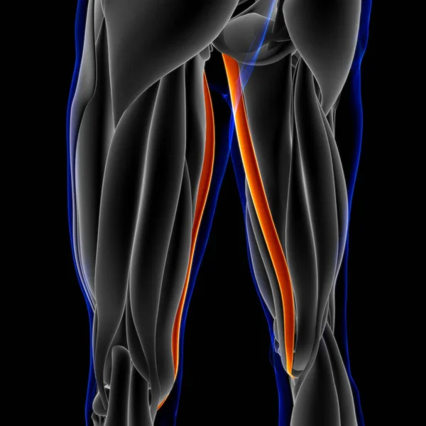 3D Illustration, Muscle is a soft tissue, Muscle cells contain proteins , producing a contraction that changes both the length and the shape of the cell. Muscles function to produce force and motion.