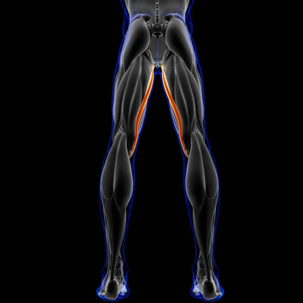 Illustration Muscle Mjuk Vävnad Muskelceller Innehåller Proteiner Producerar Sammandragning Som — Stockfoto