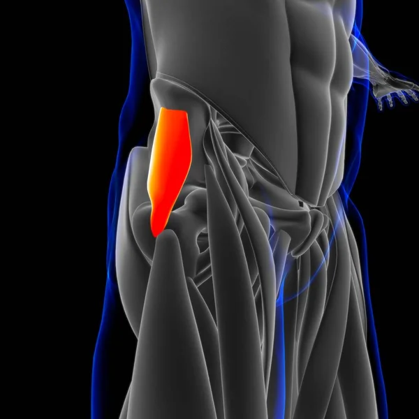 Ilustración Músculo Tejido Blando Las Células Musculares Contienen Proteínas Produciendo — Foto de Stock