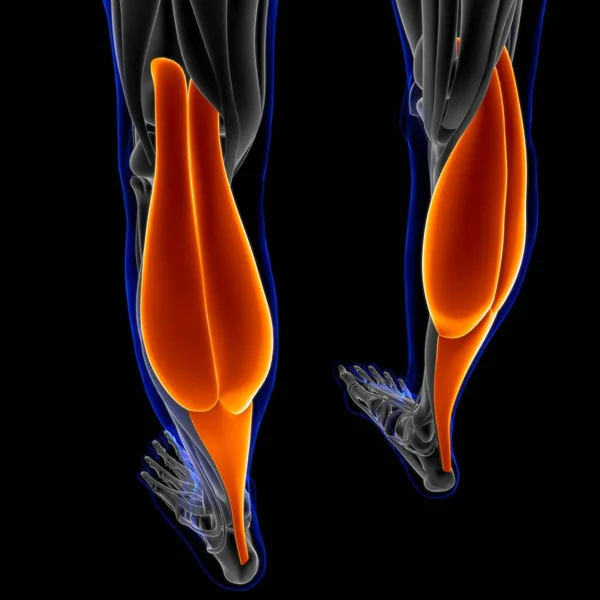 Ilustração Músculo Tecido Mole Células Musculares Contêm Proteínas Produzindo Uma — Fotografia de Stock