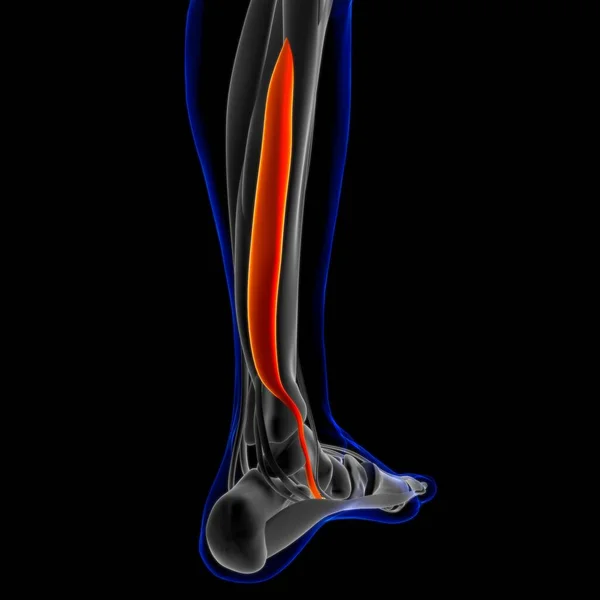 Illustration Muscle Soft Tissue Muscle Cells Contain Proteins Producing Contraction — стоковое фото