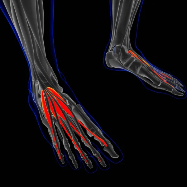 Ilustración Músculo Tejido Blando Las Células Musculares Contienen Proteínas Produciendo —  Fotos de Stock