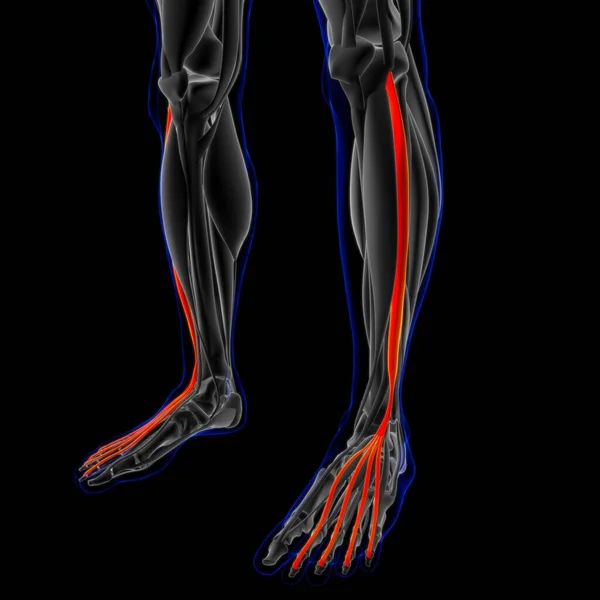 Illustrazione Muscolo Tessuto Molle Cellule Muscolari Contengono Proteine Producendo Una — Foto Stock