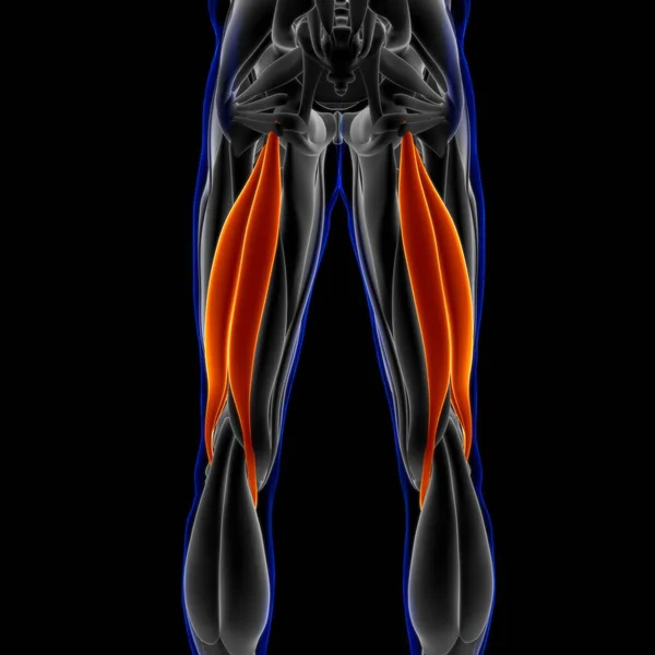 Ilustración Músculo Tejido Blando Las Células Musculares Contienen Proteínas Produciendo —  Fotos de Stock