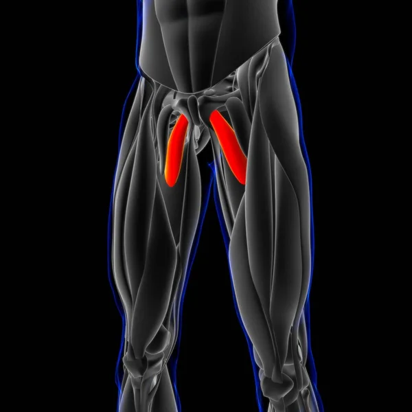 Ilustración Músculo Tejido Blando Las Células Musculares Contienen Proteínas Produciendo —  Fotos de Stock