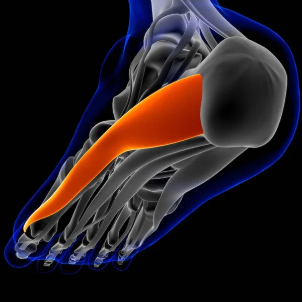 Ilustración Músculo Tejido Blando Las Células Musculares Contienen Proteínas Produciendo —  Fotos de Stock