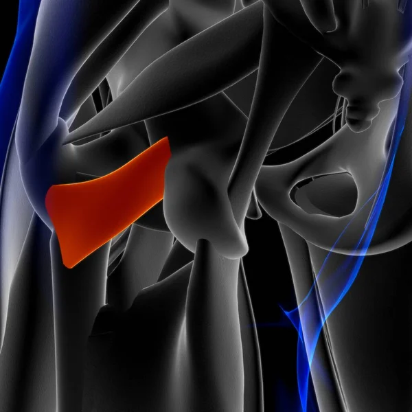 Ilustracja Mięśnie Jest Tkanką Miękką Komórki Mięśniowe Zawierają Białka Tworząc — Zdjęcie stockowe