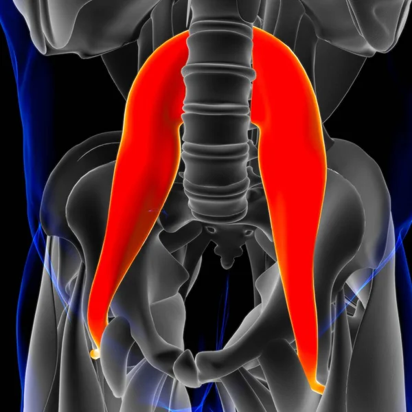 3D İllüstrasyon, Kas yumuşak bir dokudur, kas hücreleri proteinleri içerir ve hücrenin uzunluğunu ve şeklini değiştiren bir kasılma üretir. Güç ve hareket üretmek için kas fonksiyonları.