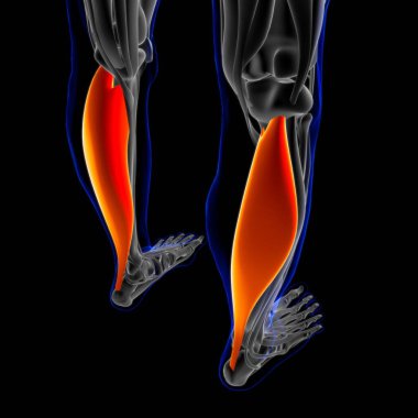 3D İllüstrasyon, Kas yumuşak bir dokudur, kas hücreleri proteinleri içerir ve hücrenin uzunluğunu ve şeklini değiştiren bir kasılma üretir. Güç ve hareket üretmek için kas fonksiyonları.
