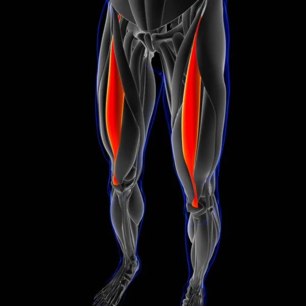 Illustration Muscle Soft Tissue Muscle Cells Contain Proteins Producing Contraction — стоковое фото