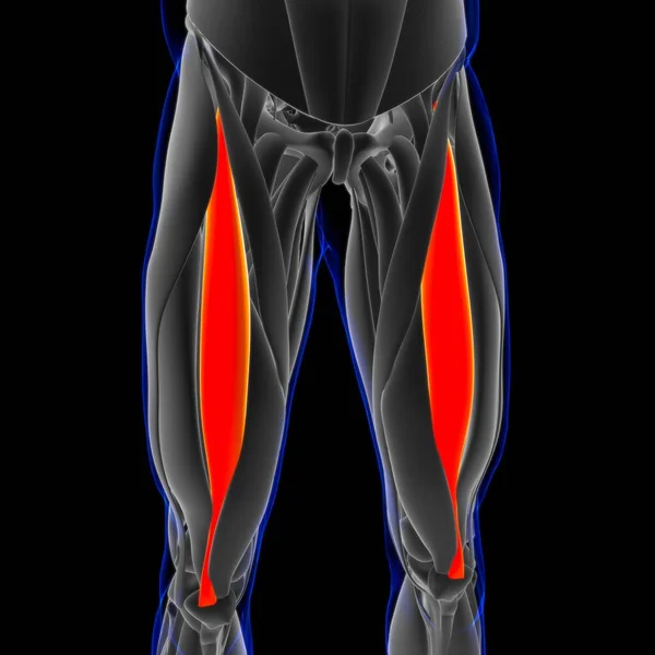 Illustration Muscle Soft Tissue Muscle Cells Contain Proteins Producing Contraction — стоковое фото