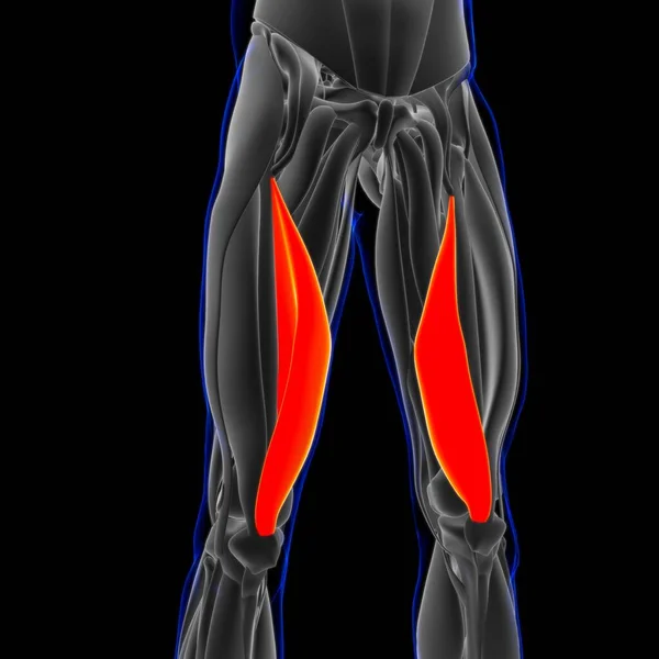 Ilustração Músculo Tecido Mole Células Musculares Contêm Proteínas Produzindo Uma — Fotografia de Stock