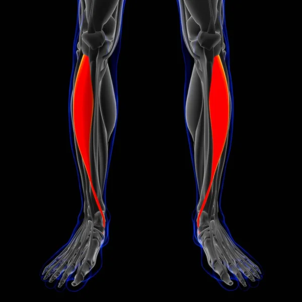 Illustration Muscle Est Tissu Mou Les Cellules Musculaires Contiennent Des — Photo