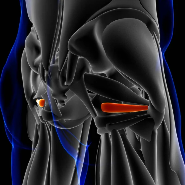 3D Illustration, Muscle is a soft tissue, Muscle cells contain proteins , producing a contraction that changes both the length and the shape of the cell. Muscles function to produce force and motion.