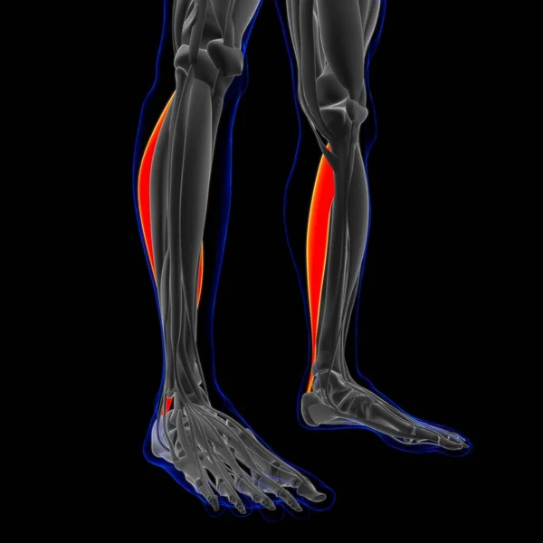 Ilustración Músculo Tejido Blando Las Células Musculares Contienen Proteínas Produciendo —  Fotos de Stock