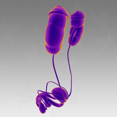 Tıbbi Konsept için Erkek Üreme Sistemi Anatomisi 3B İllüstrasyon