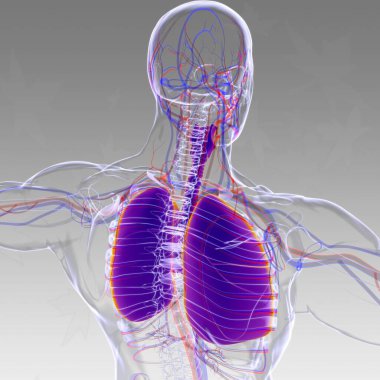Tıbbi Konsept 3 boyutlu Resim İçin Akciğerler İnsan Solunum Sistemi Anatomisi
