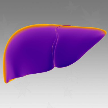 Karaciğer 3D Görüntü İnsan Sindirim Sistemi Anatomisi Tıbbi Konsept İçin