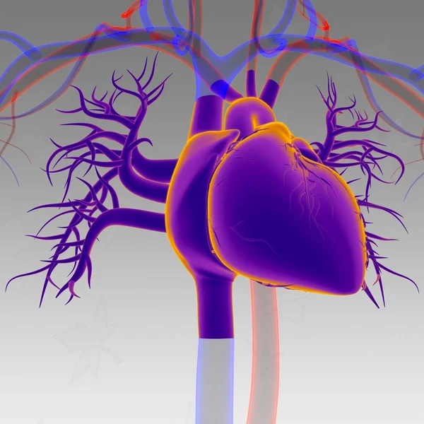 Emberi Szív Anatómia Orvosi Koncepció Illusztráció — Stock Fotó