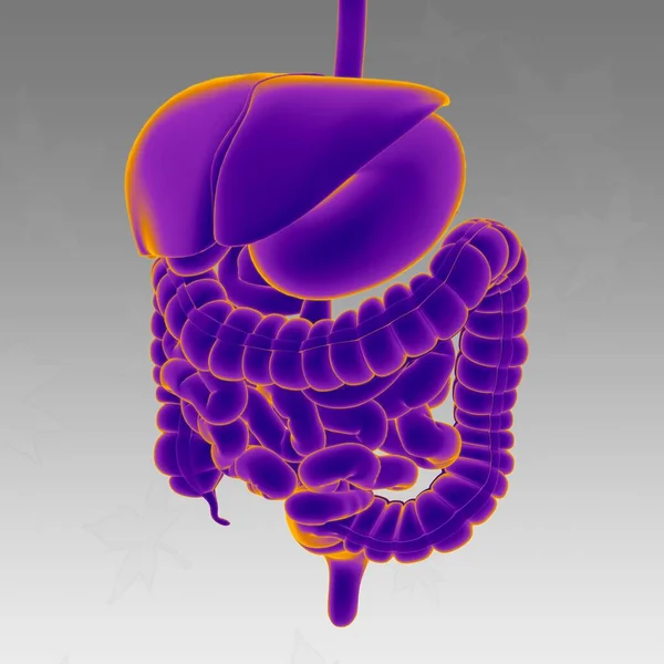 Menselijke Spijsverteringsstelsel Anatomie Voor Medisch Concept Illustratie — Stockfoto