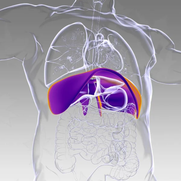 Diaphragm Human Respiratory System Anatomy Medical Concept Illustration — Stock Photo, Image