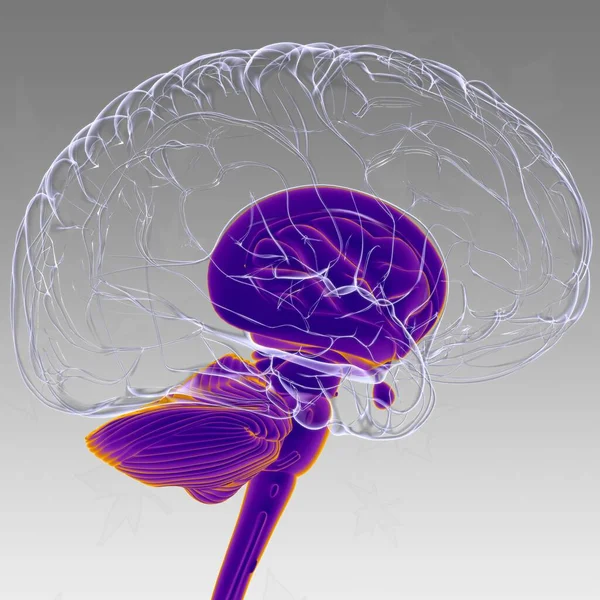 Piezas Internas Del Cerebro Humano Anatomía Para Concepto Médico Ilustración — Foto de Stock