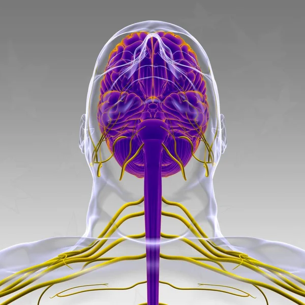 Anatomía Cerebral Humana Para Concepto Médico Ilustración —  Fotos de Stock