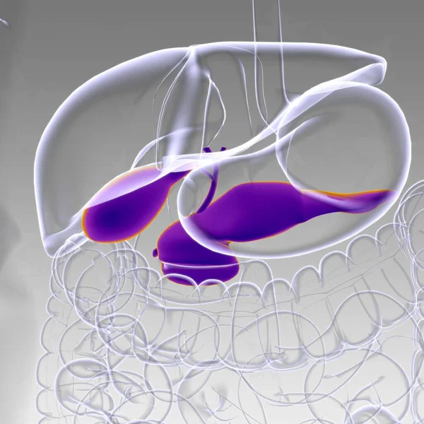 Gall Bladder Human Digestive System Anatomy Medical Concept Illustration — Stock fotografie