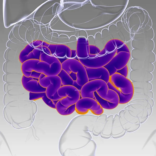 Anatomía Del Sistema Digestivo Humano Ilustración Del Intestino Delgado Para — Foto de Stock