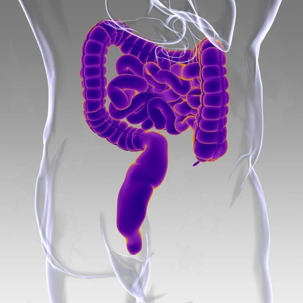 Dünn Und Dickdarm Illustration Humanes Verdauungssystem Anatomie Für Medizinisches Konzept — Stockfoto