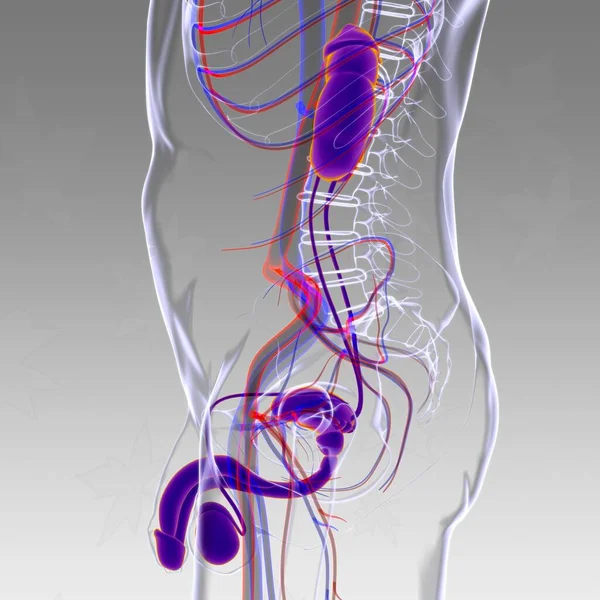 Anatomia Sistema Reprodutivo Masculino Para Ilustração Médica Conceito — Fotografia de Stock