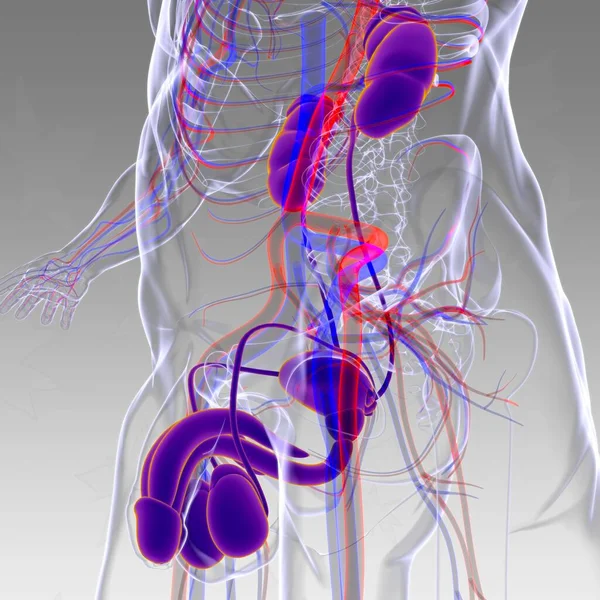 Male Reproductive System Anatomy For Medical Concept 3D Illustration