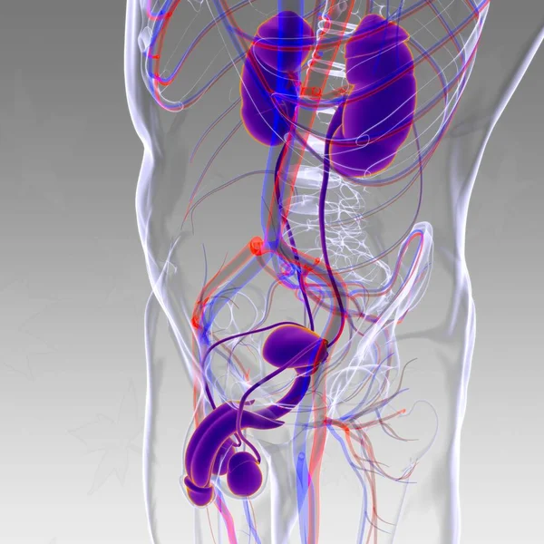 Male Reproductive System Anatomy For Medical Concept 3D Illustration