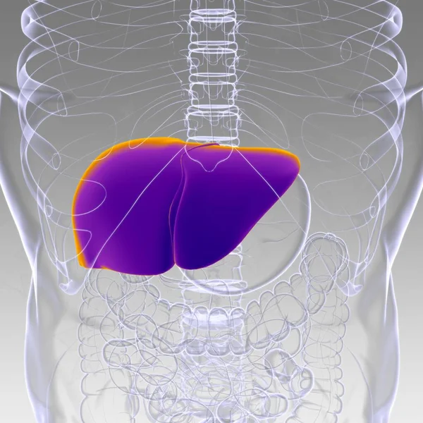 Lever3D Illustratie Menselijke Spijsverteringsstelsel Anatomie Voor Medisch Concept — Stockfoto