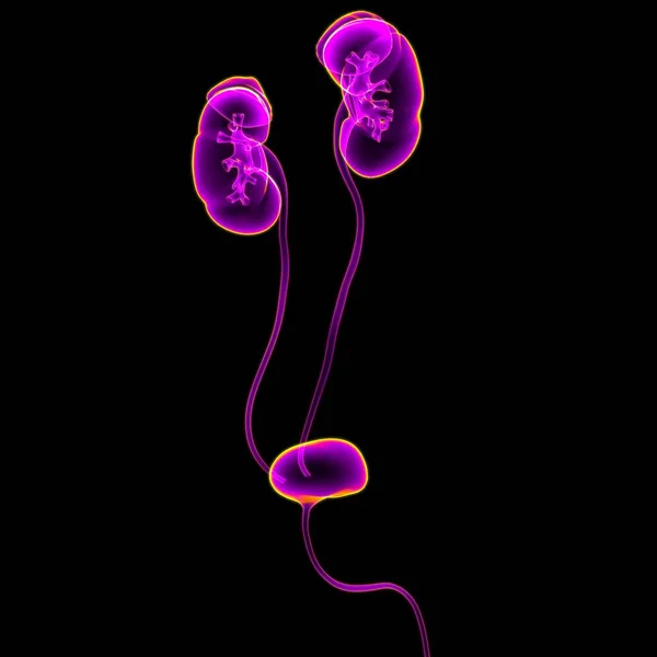 Tıbbi Konsept Için Mesane Anatomisi Olan Nsan Drar Sistemi Böbrekleri — Stok fotoğraf