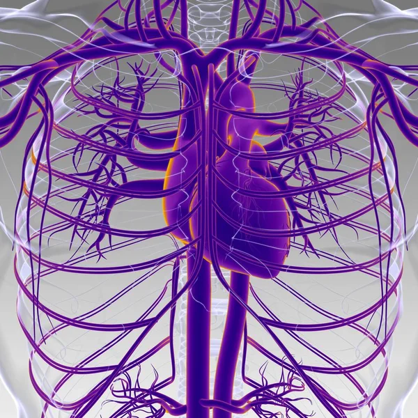 Human Heart Circulatory System Anatomy Medical Concept Illustration — Stock Photo, Image