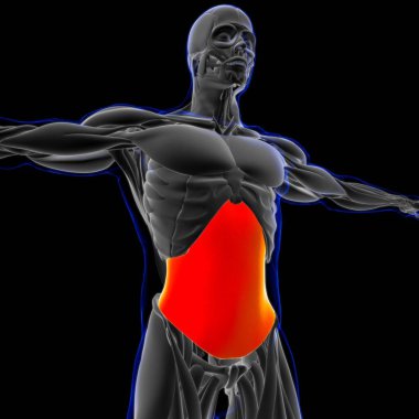 3D İllüstrasyon, Kas yumuşak bir dokudur, kas hücreleri proteinleri içerir ve hücrenin uzunluğunu ve şeklini değiştiren bir kasılma üretir. Güç ve hareket üretmek için kas fonksiyonları.