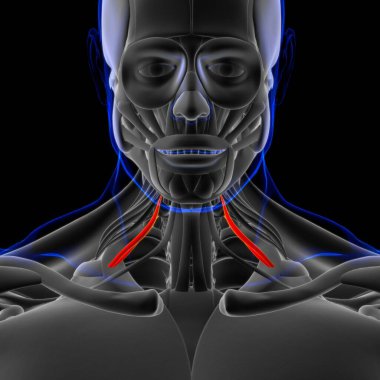 3D İllüstrasyon, Kas yumuşak bir dokudur, kas hücreleri proteinleri içerir ve hücrenin uzunluğunu ve şeklini değiştiren bir kasılma üretir. Güç ve hareket üretmek için kas fonksiyonları.