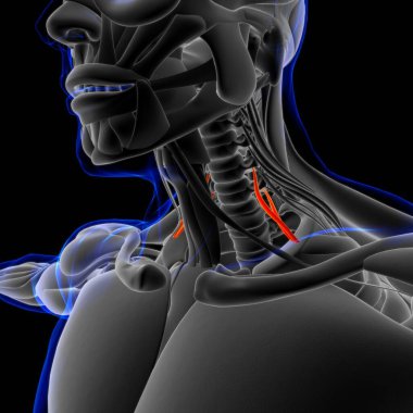 3D İllüstrasyon, Kas yumuşak bir dokudur, kas hücreleri proteinleri içerir ve hücrenin uzunluğunu ve şeklini değiştiren bir kasılma üretir. Güç ve hareket üretmek için kas fonksiyonları.