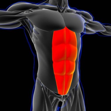 3D İllüstrasyon, Kas yumuşak bir dokudur, kas hücreleri proteinleri içerir ve hücrenin uzunluğunu ve şeklini değiştiren bir kasılma üretir. Güç ve hareket üretmek için kas fonksiyonları.