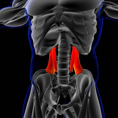 3D Illustration, Muscle is a soft tissue, Muscle cells contain proteins , producing a contraction that changes both the length and the shape of the cell. Muscles function to produce force and motion. clipart