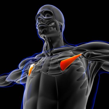 3D İllüstrasyon, Kas yumuşak bir dokudur, kas hücreleri proteinleri içerir ve hücrenin uzunluğunu ve şeklini değiştiren bir kasılma üretir. Güç ve hareket üretmek için kas fonksiyonları.