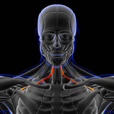 3D İllüstrasyon, Kas yumuşak bir dokudur, kas hücreleri proteinleri içerir ve hücrenin uzunluğunu ve şeklini değiştiren bir kasılma üretir. Güç ve hareket üretmek için kas fonksiyonları.