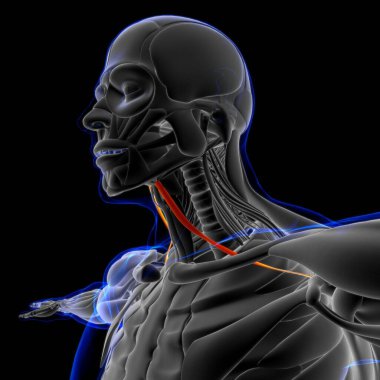 3D İllüstrasyon, Kas yumuşak bir dokudur, kas hücreleri proteinleri içerir ve hücrenin uzunluğunu ve şeklini değiştiren bir kasılma üretir. Güç ve hareket üretmek için kas fonksiyonları.