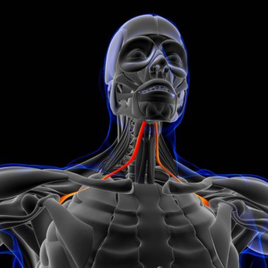 3D İllüstrasyon, Kas yumuşak bir dokudur, kas hücreleri proteinleri içerir ve hücrenin uzunluğunu ve şeklini değiştiren bir kasılma üretir. Güç ve hareket üretmek için kas fonksiyonları.