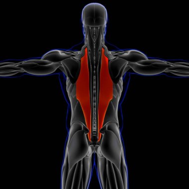 3D İllüstrasyon, Kas yumuşak bir dokudur, kas hücreleri proteinleri içerir ve hücrenin uzunluğunu ve şeklini değiştiren bir kasılma üretir. Güç ve hareket üretmek için kas fonksiyonları.