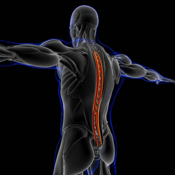 Illustration Muscle Est Tissu Mou Les Cellules Musculaires Contiennent Des — Photo