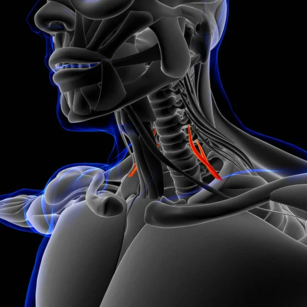3D İllüstrasyon, Kas yumuşak bir dokudur, kas hücreleri proteinleri içerir ve hücrenin uzunluğunu ve şeklini değiştiren bir kasılma üretir. Güç ve hareket üretmek için kas fonksiyonları.