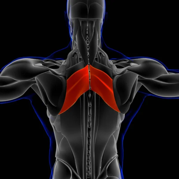 三维说明 肌肉是一个软组织 肌肉细胞包含蛋白质 产生收缩 改变细胞的长度和形状 肌肉的作用是产生力量和运动 — 图库照片